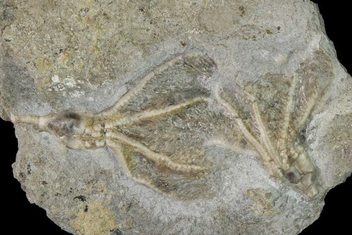 Two Fossil Crinoids (Dichocrinus multiplex) - Gilmore City, Iowa #148684